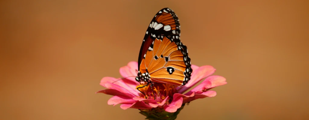 Wie lange sollte eine Affirmationssession dauern