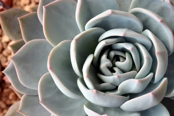 Wiederholung - Eine graue Seerose aus Stein