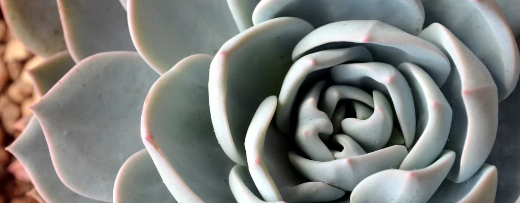 Wiederholung - Eine graue Seerose aus Stein